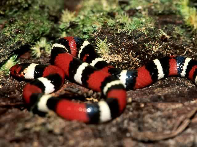 Scarlet King Snake